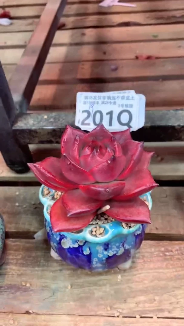 201Q（一物一拍，精品多肉，所见即所得 ）