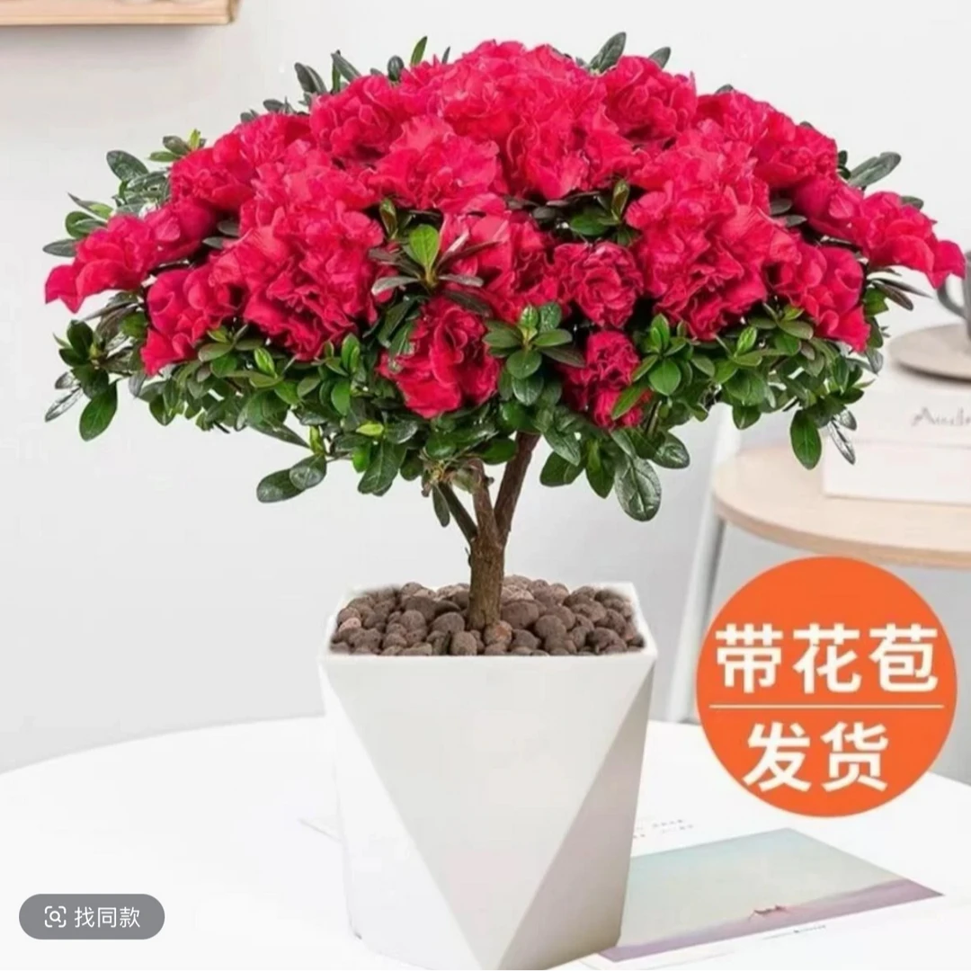 带花苞杜鹃花盆栽室内外好养花卉植物客厅阳台绿植