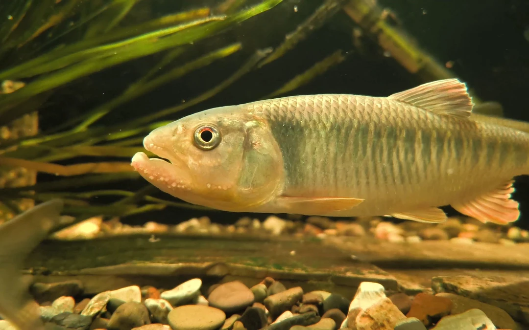马口鬣（微物溪流猛鱼）10厘米-13厘米6条起拍包邮
