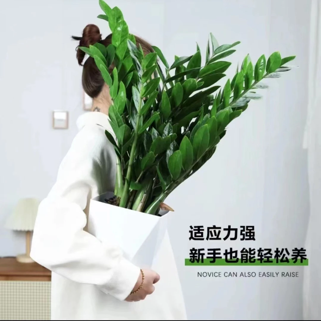 【新疆包邮】金钱树进化空气绿植家居净化空气