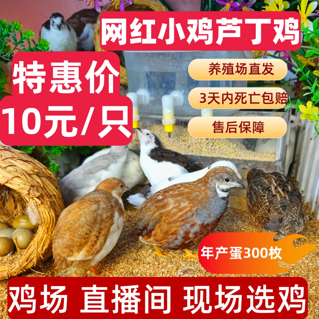 【不同色组合-芦丁鸡】宠物小鸡50-80天左右青年鸡成年鸡