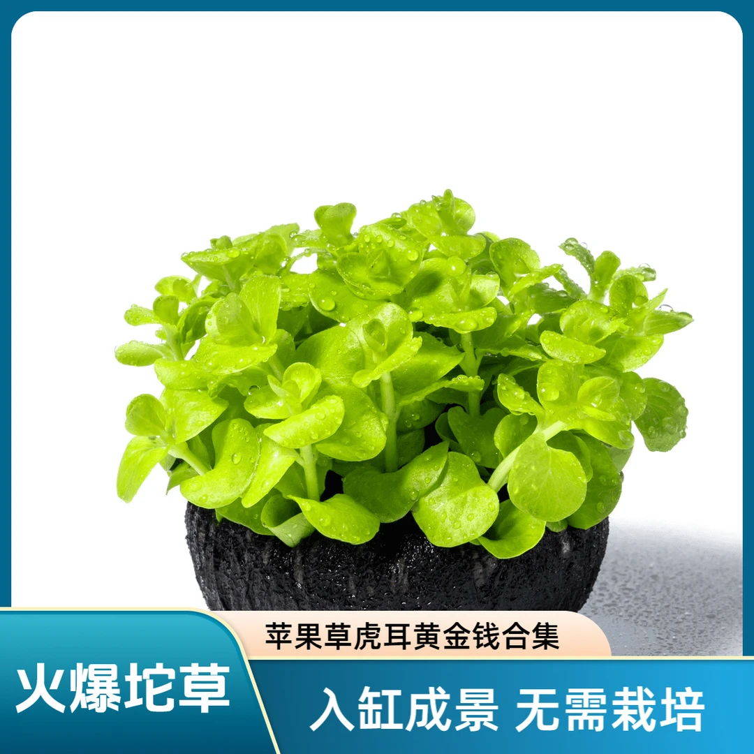太阳草罗贝力草水草坨草新手懒人水培植物阴性净化鱼缸专用水草