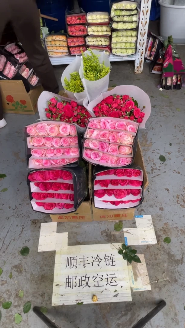 佛洛依德20枝+洛神20枝+苏菲10枝+黄莺
