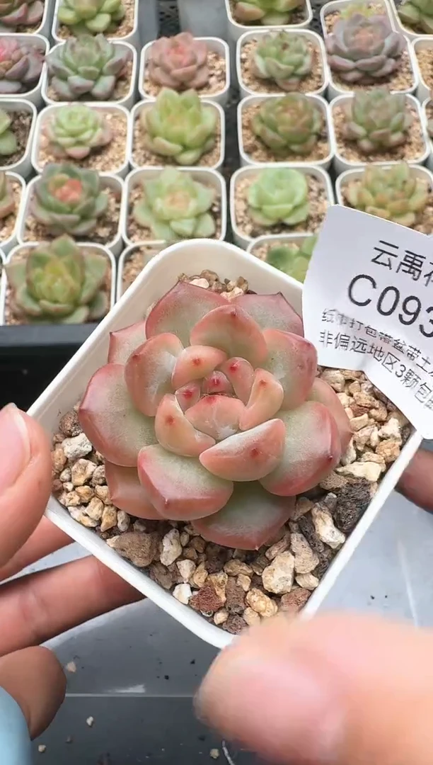 936C云禹多肉植物 带盆土纸巾打包 3颗包邮