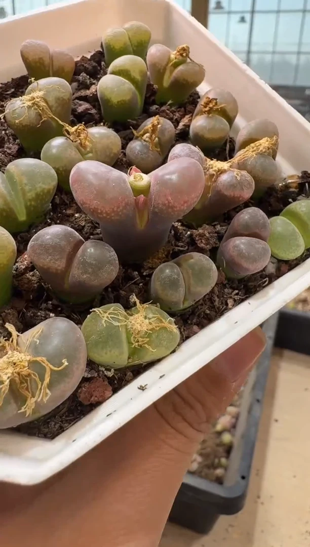 10-224多肉植物肉锥