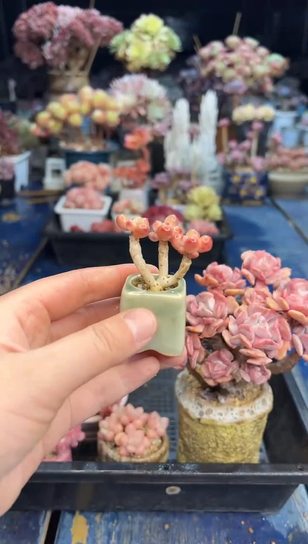 【闪购商品】528不带盆