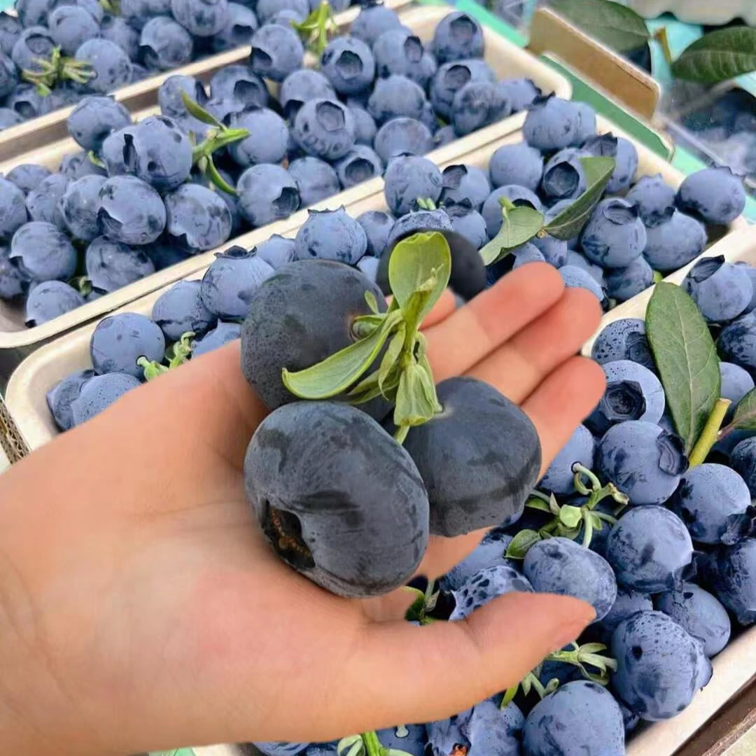 【顺丰/京东｜25花香蓝莓】李书记云南抚仙湖当季水果花香脆甜蓝莓