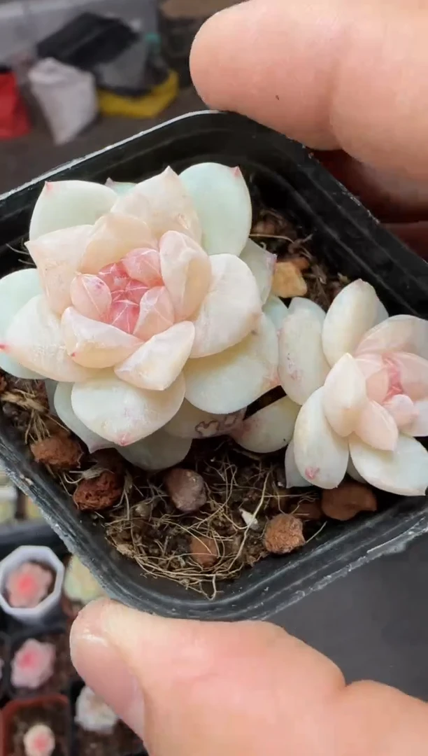 【闪购商品】一物一拍0211—353