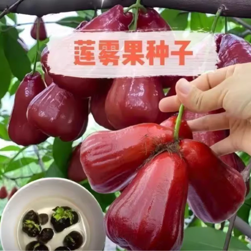 莲雾种子 黑糖四季播种阳台盆栽黑金刚小院种植简单高产水果籽