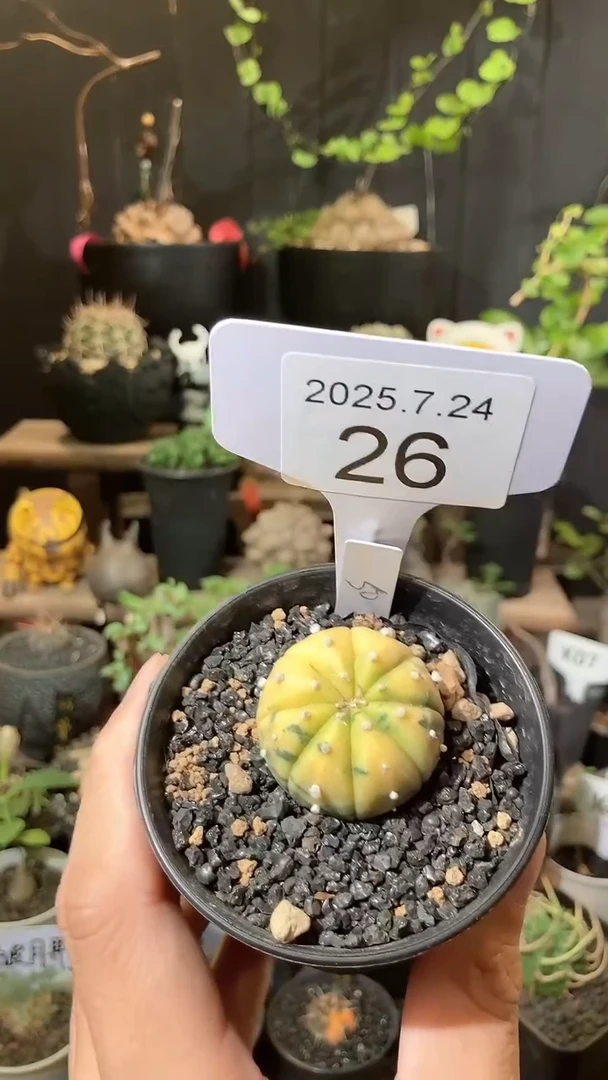 26号724福利实生兜锦