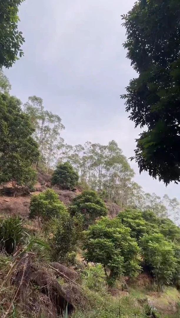 手串橄榄核四象八卦