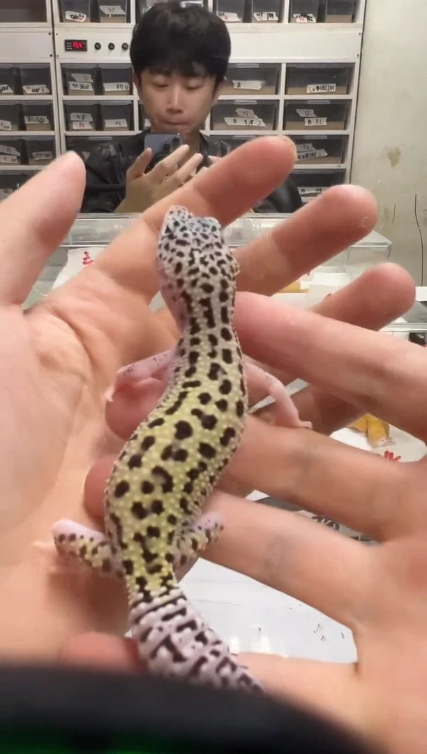 豹纹守宫豹纹守宫45