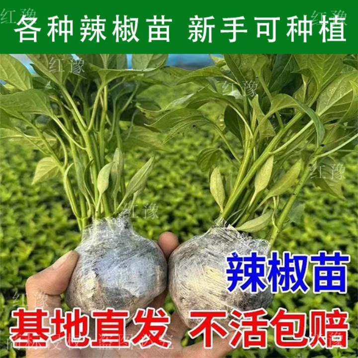 S各种特辣辣椒苗秧带土特辣辣椒盆栽朝天椒小米辣