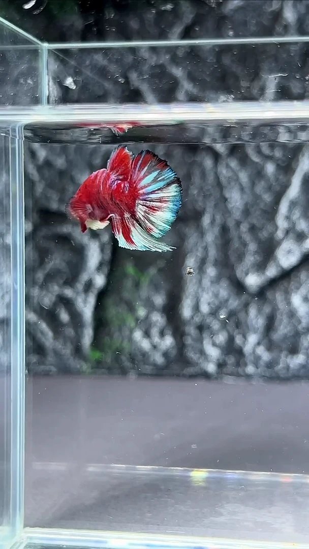 斗鱼竞拍链接A111