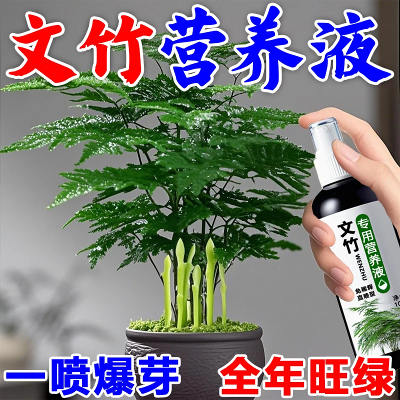 【四季爆芽】文竹专用肥营养液治叶子发黄枯瘦干尖烂根落叶促生长