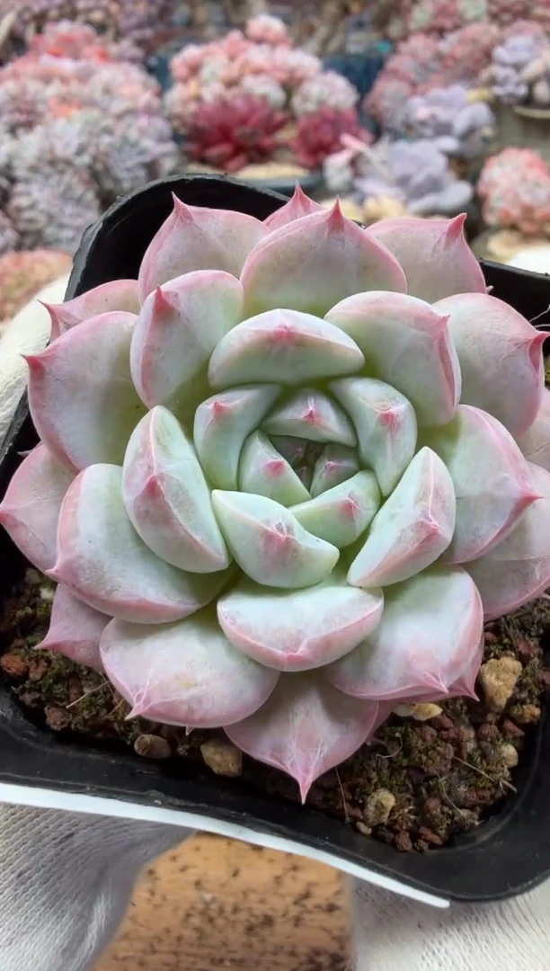 东云多肉园二店-291