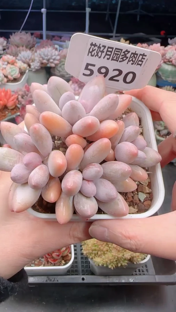 【闪购商品】5920香水手指