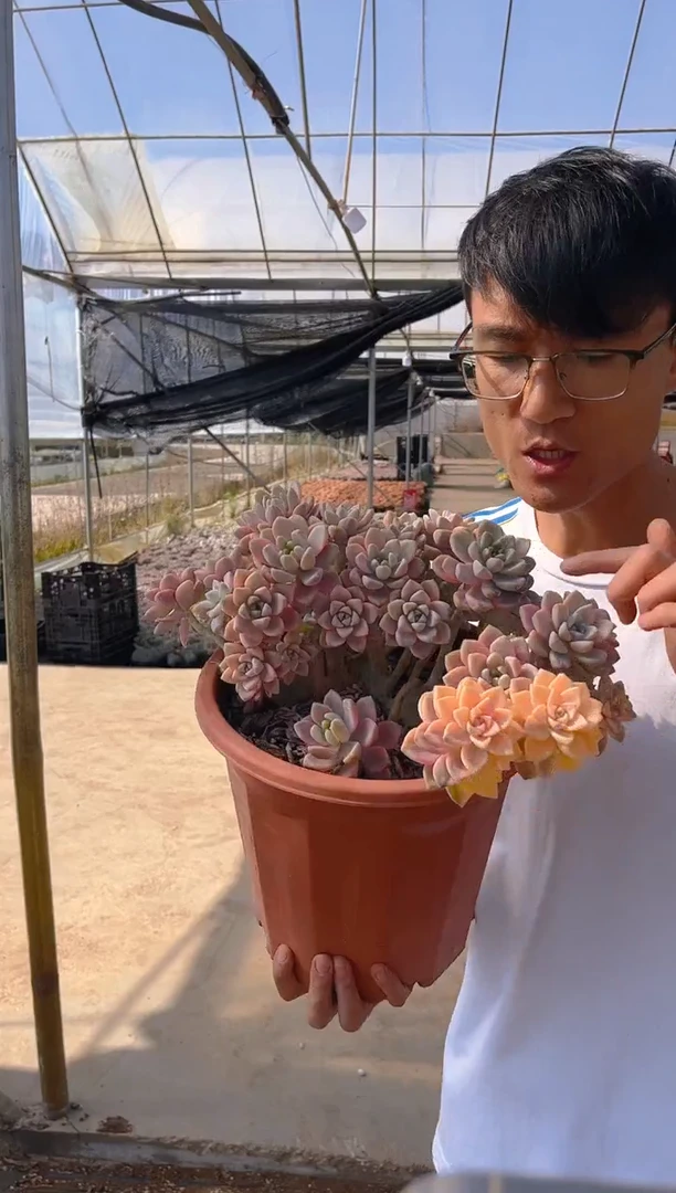 T034     多肉植物