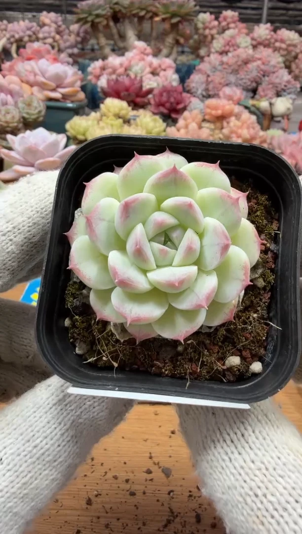 东云多肉园三店-17