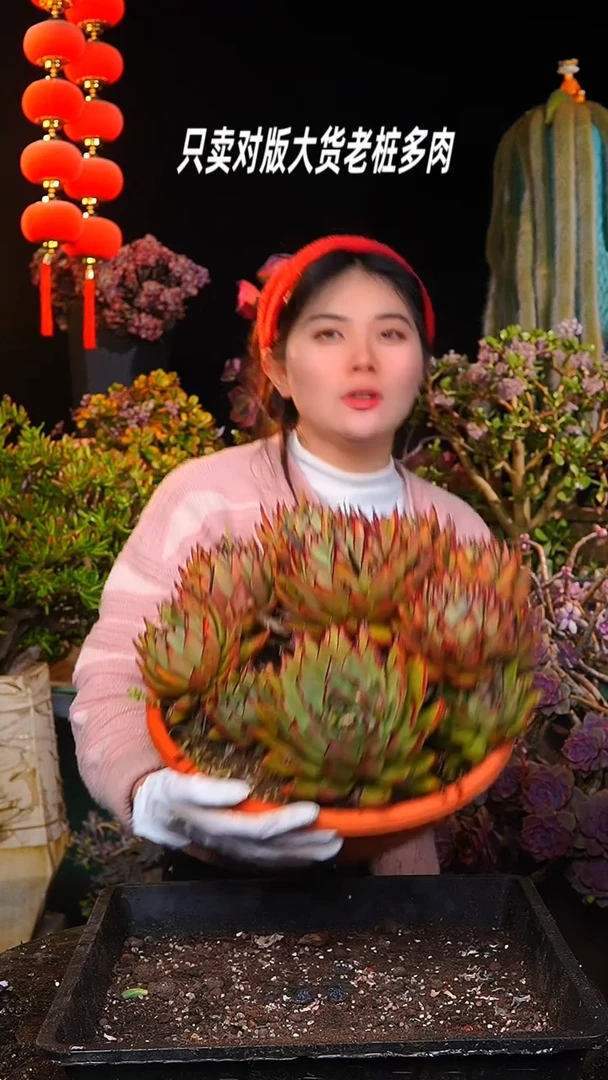 【闪购商品】超大群生冬云