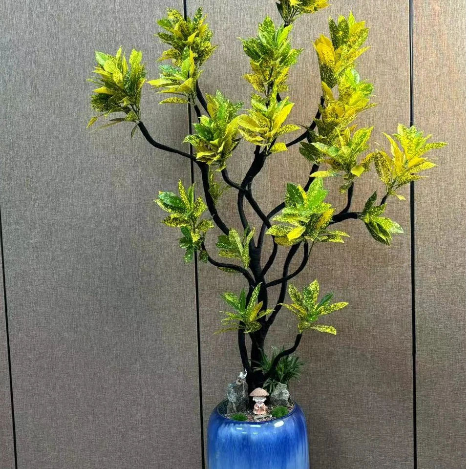 洒金木本龙鳞植物好养造型艺术客厅阳台【直播间专拍】送人包邮绿植