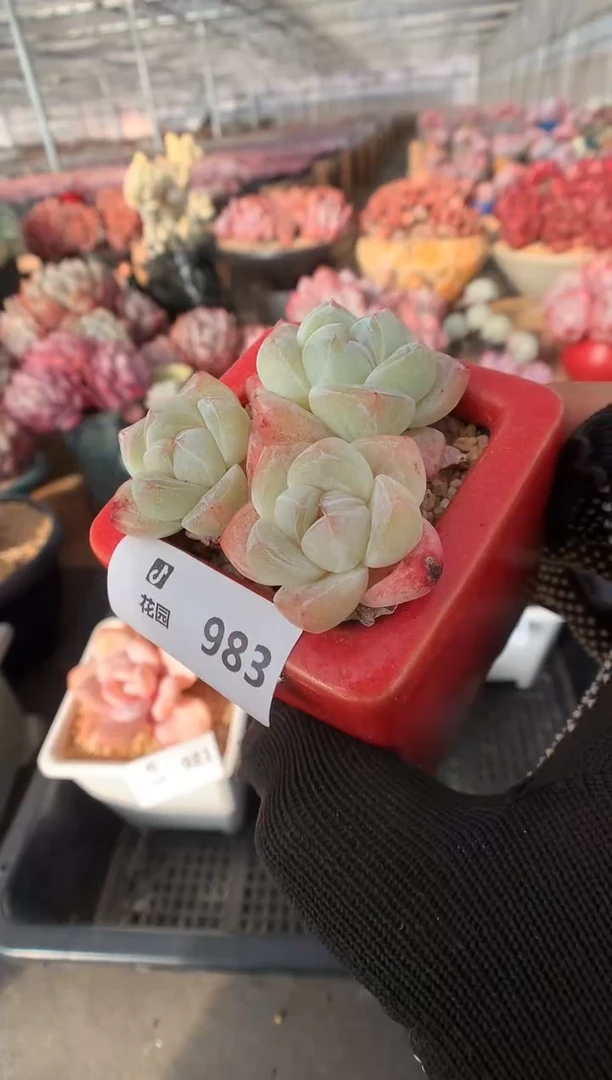 983冰玉多肉植物一物一拍