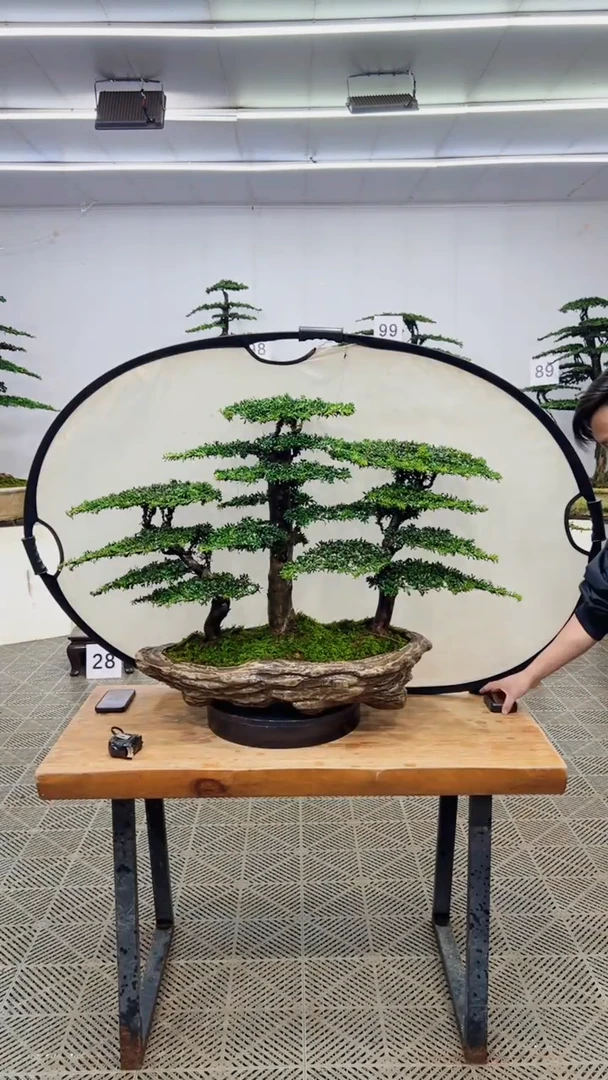 无花朵造型盆景一物一拍
