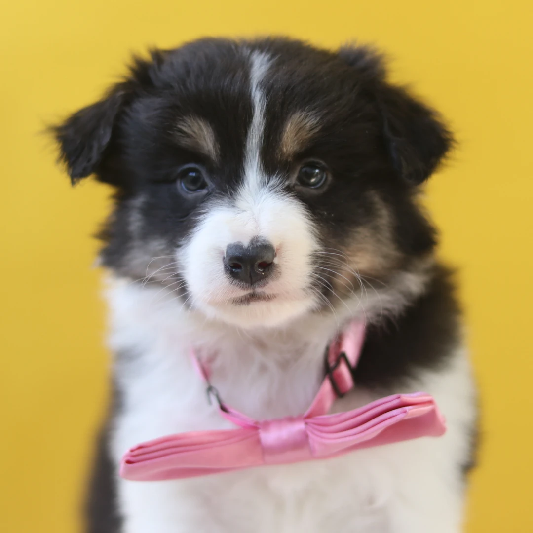 双血统黑白三色边牧妹妹