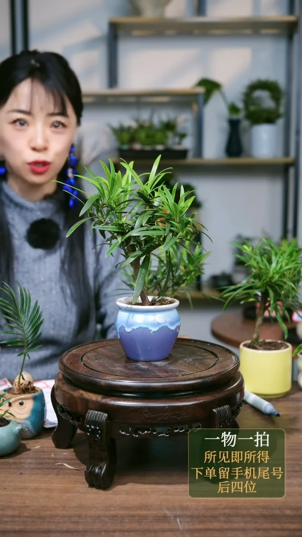 【闪购商品】220--4656罗汉松紫白