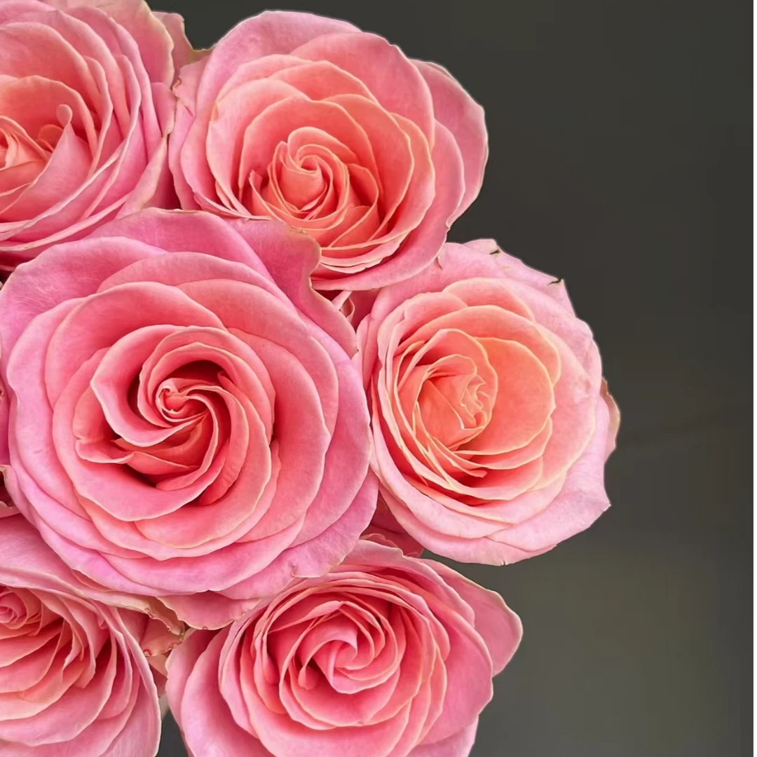 赫默沙玫瑰18只（家庭瓶插花）