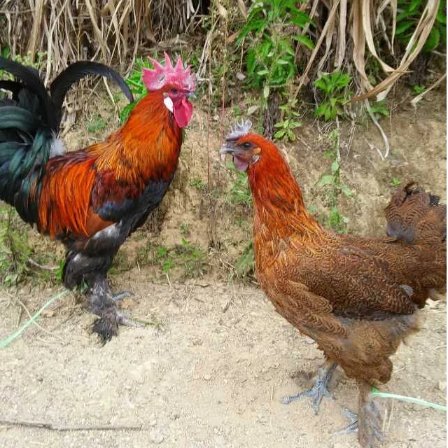 活体宠物鸡 无量山乌骨鸡包邮到手好看