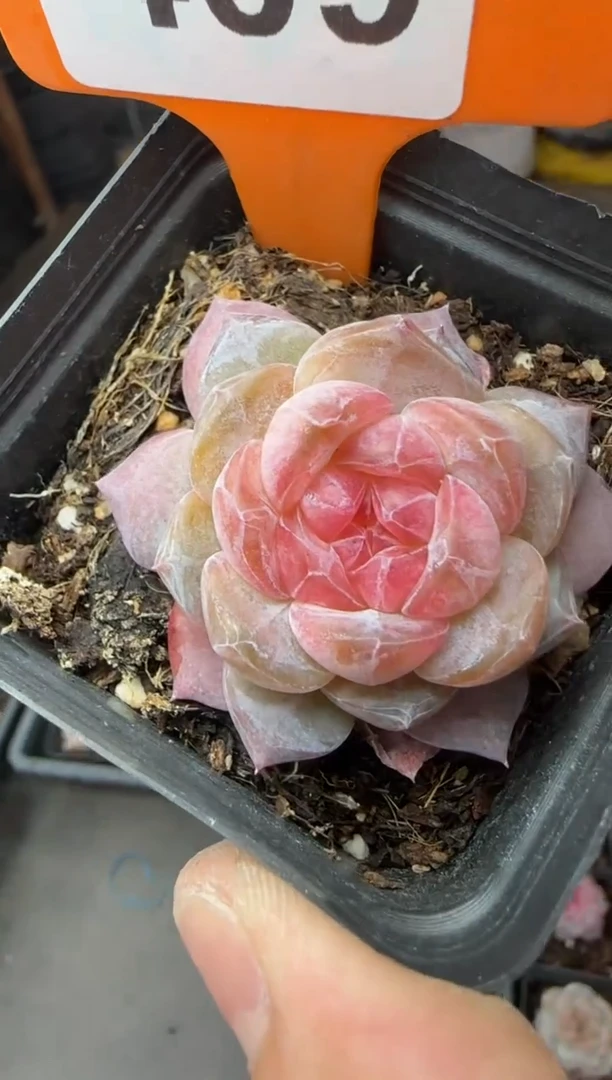 【闪购商品】一物一拍0211—409