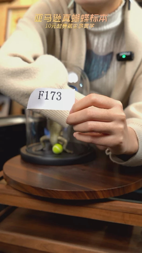 动物标本摆件竞拍f173