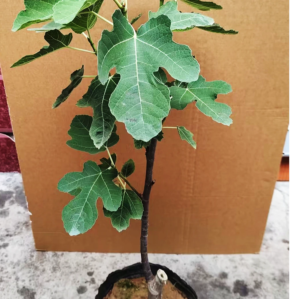 无花果盆栽苗四季耐热好养适合阳台庭院种植