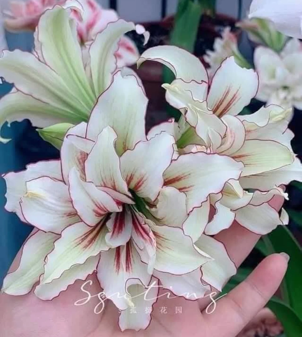 朱顶红-双蜻蜓小苗，只包对版，不包后期养护