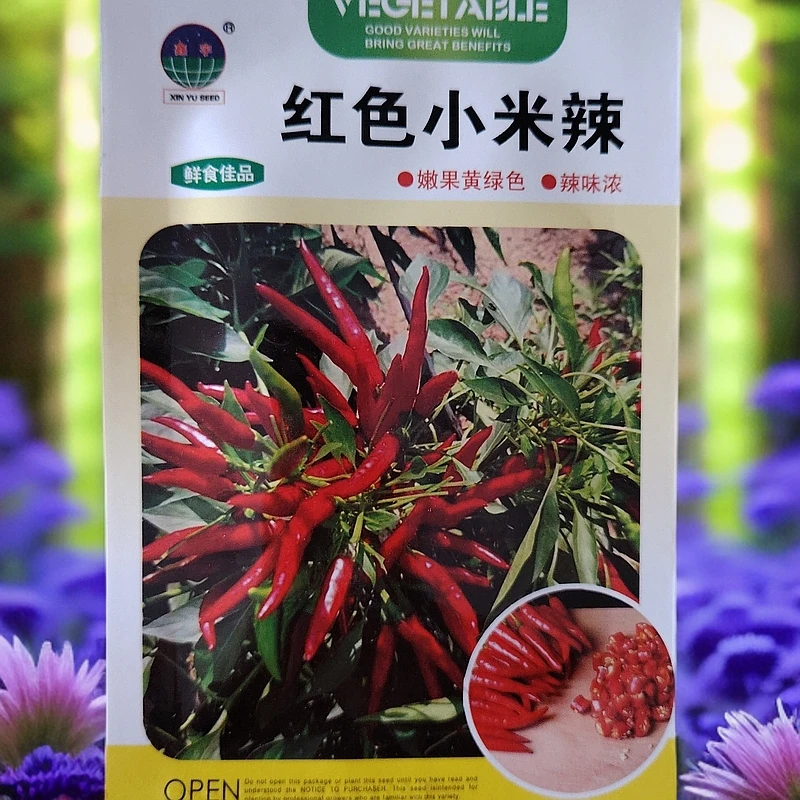 红色小米辣辣椒籽拍一发二