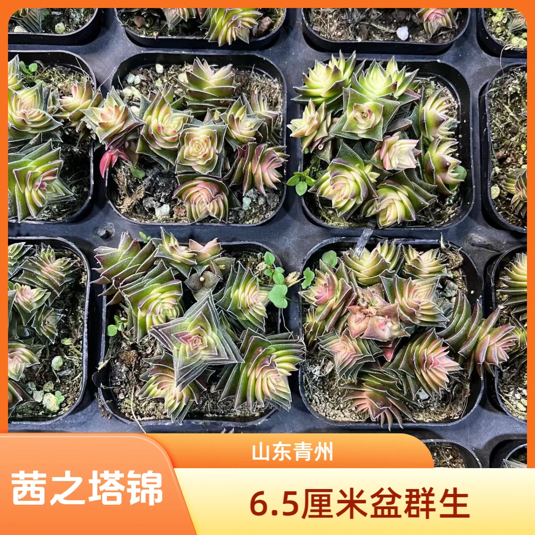 茜之塔锦6.5厘米盆老桩多肉