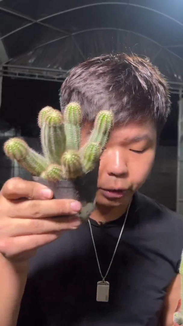 2颗 多头 特鲁迪 白檀【带根】