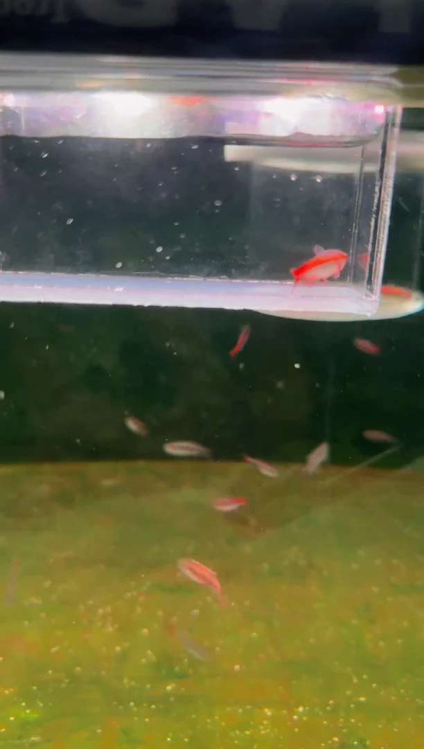 海水鱼Z红HY魔鬼*1