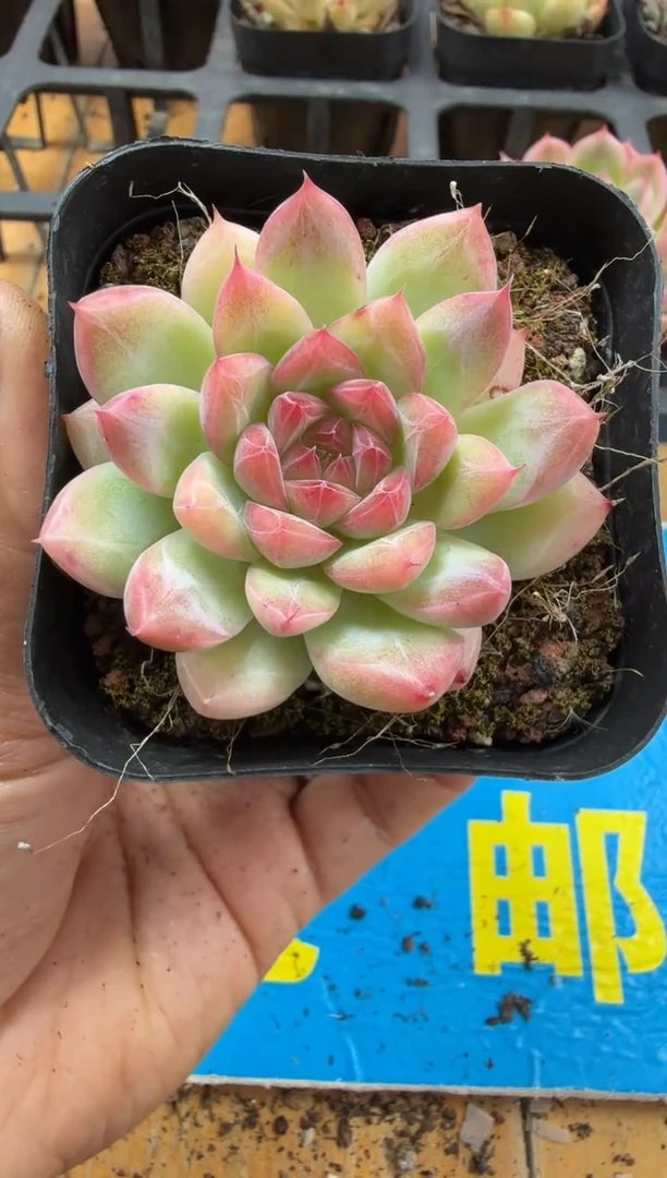 东云多肉园二店-384