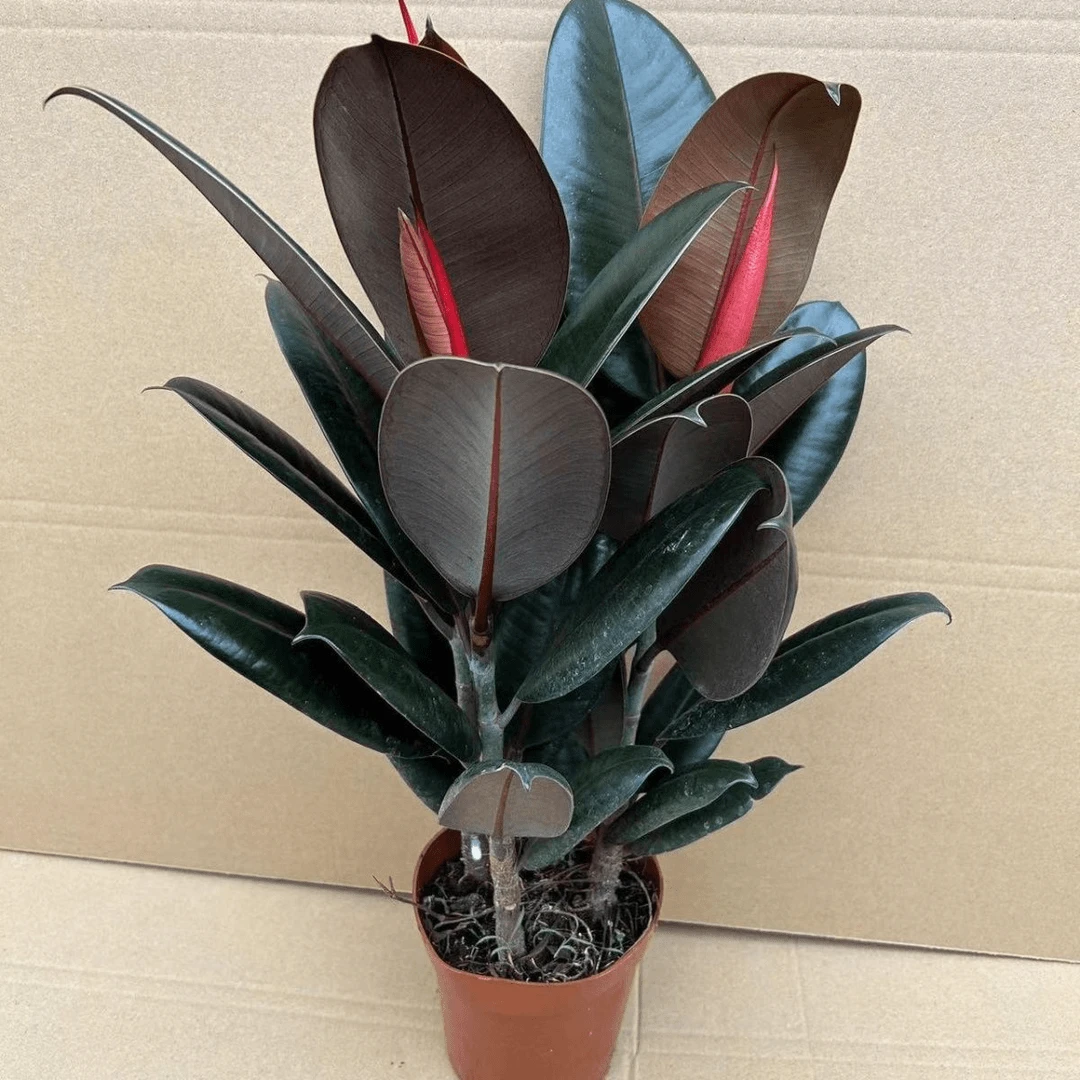 黑金刚橡皮树盆栽净室内绿色植物吸甲醛办公桌盆栽四季绿植