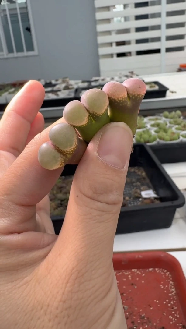 13-127多肉植物肉锥