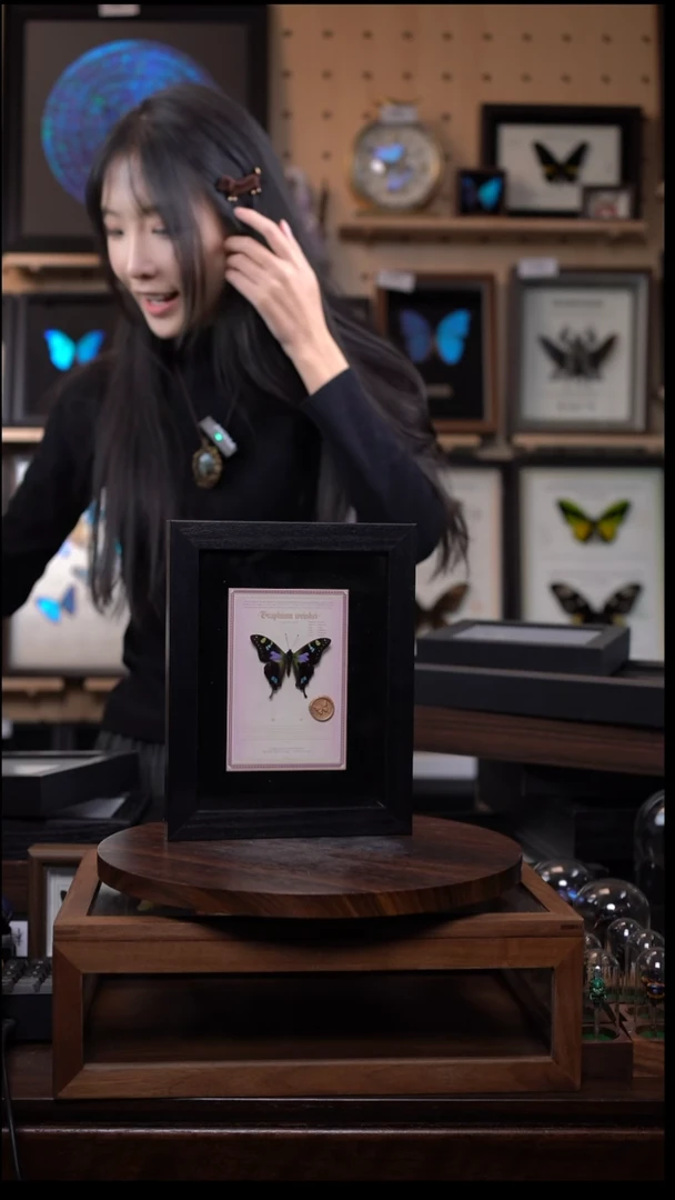 M***娃动物标本摆件