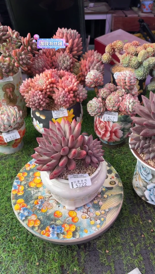 昆明印象多肉5722