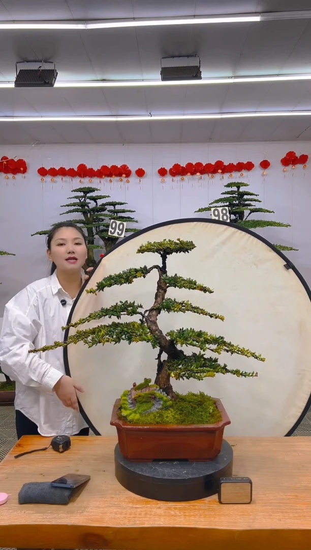 【闪购商品】盆景1