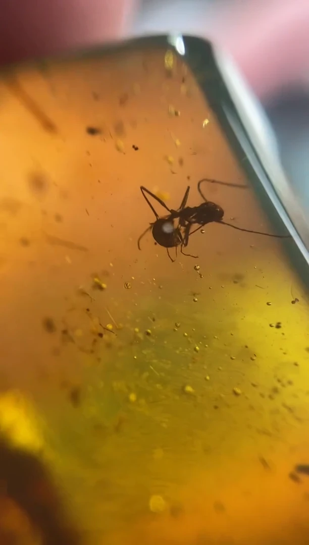 琥珀颈饰未镶嵌虫珀方牌