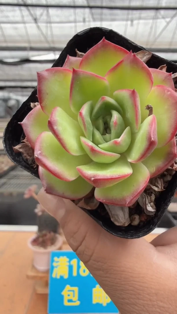 东云多肉园二店-115