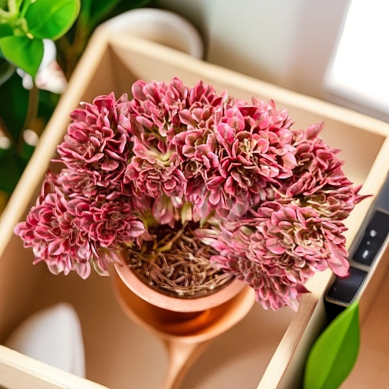 女神缀化（20CM+） 精品多肉好看好养绿植新手闭眼入一单包邮