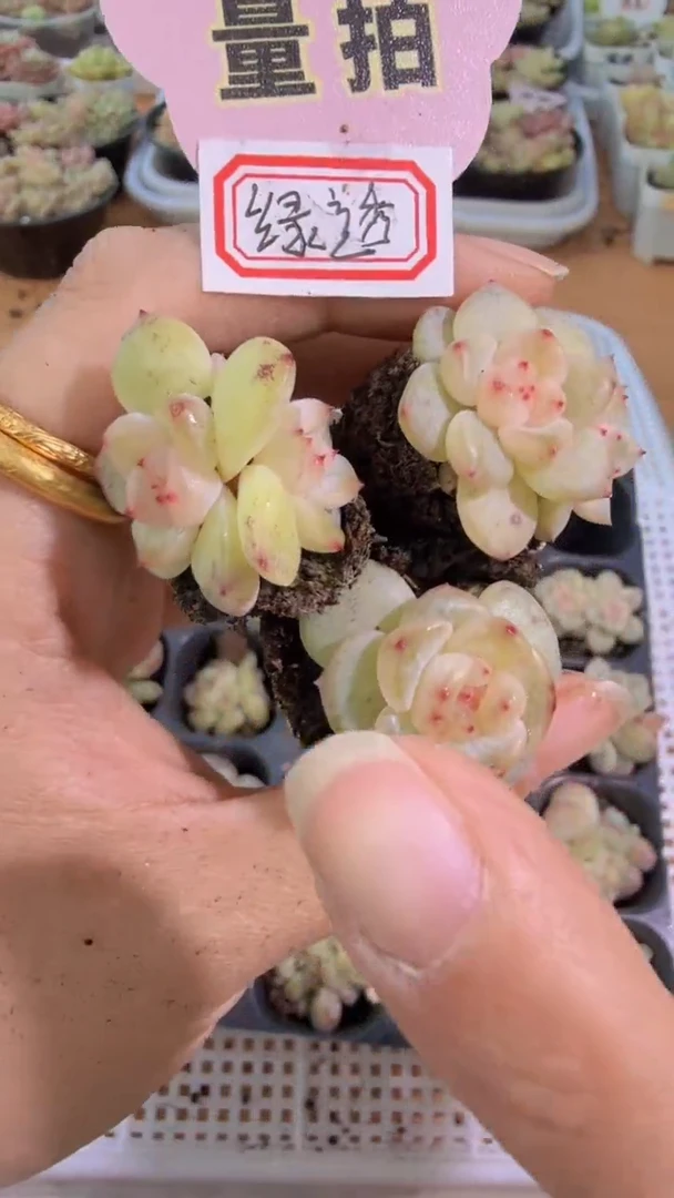 绿透单双混 3颗量拍混发 满9.9包邮