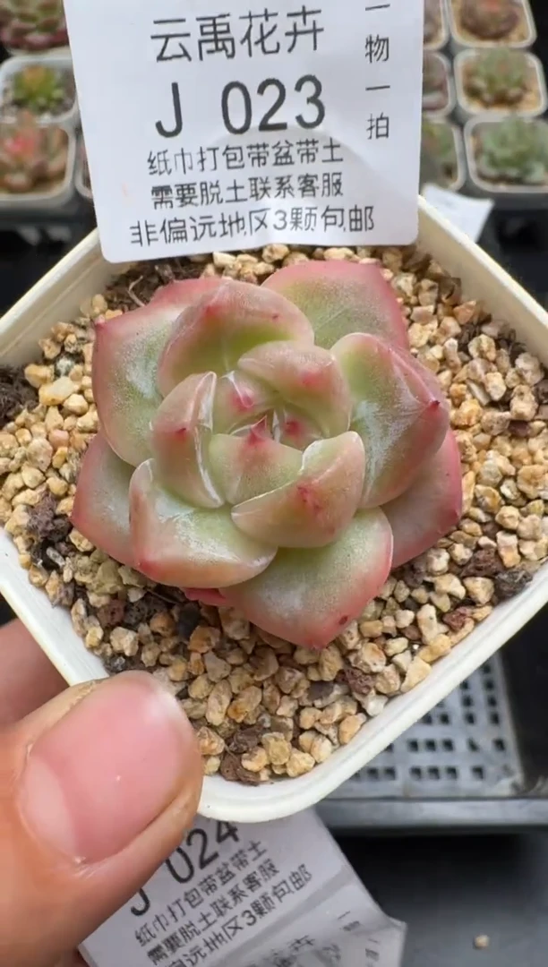 023J云禹多肉植物 带盆土纸巾打包 当天拍3颗包邮